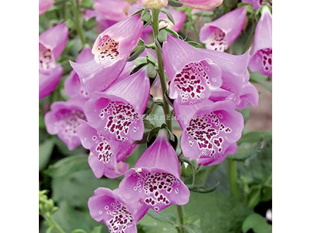 Напръстник - Digitalis Camelot Lavender - 1 бр