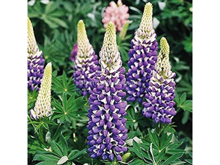 Лупина синьо- бяла -Lupinus Blue-White 