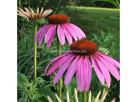 Ехинацея / Echinacea Purpurea Purple / 1 бр