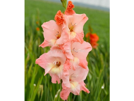 Гладиол / Gladiolus 'Ben Venuto' / 