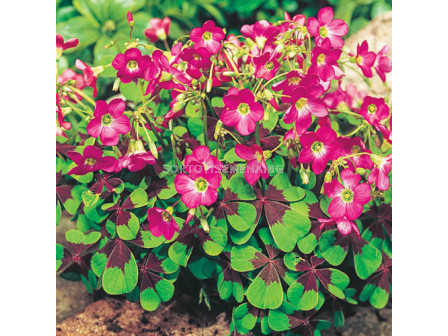 Оксалис /Oxalis 'Iron Cross'/ 1 бр