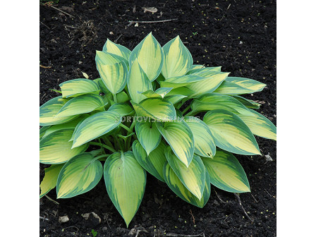 Хоста / Hosta June / 1 бр 