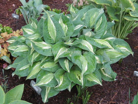 Хоста -Hosta Snake Eyes - 1 бр				