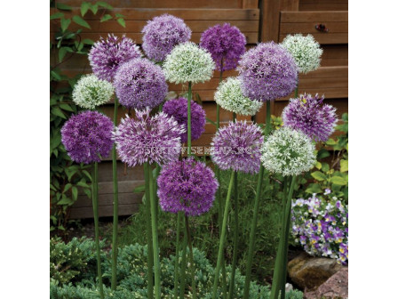 Декоративен лук / Allium large-flowered  mix/ 10/12