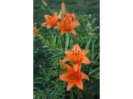 Лилиум  / Lilium asiatic 'Tresor' / 1 бр