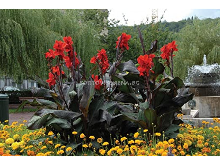 Канна /Canna 'Black Knight'/ 1 бр