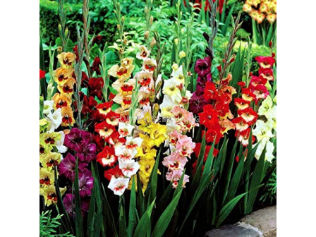 Гладиол /Gladioli Large Flowering Mix / 1 оп 100 бр