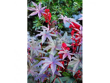 Семена Рицин /Ricinus communis red leaved/ LG 1 оп 