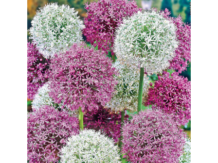 Декоративен Лук Large flowering Mix / Allium Large flowering Mix / 1 бр