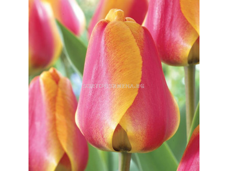 Лале /Tulip Apeldoorn's Elite/ 1 бр