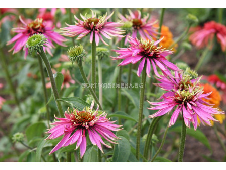 Ехинацея /  Echinacea Indiaca / 1 бр				