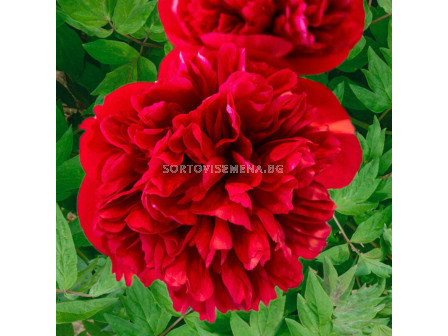 Божур /Paeonia Diana parks / 1 корен