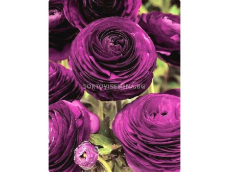 Ранункулус Tomer purple