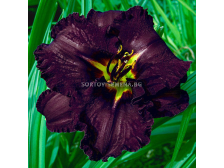 Хемерокалис /HEMEROCALLIS BLACK STOCKING/ 1 бр