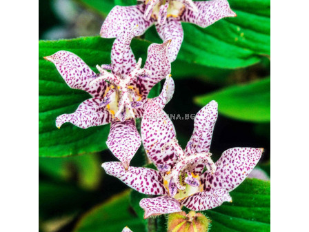 Трициртис / Tricyrtis White Spotted/ 1 бр