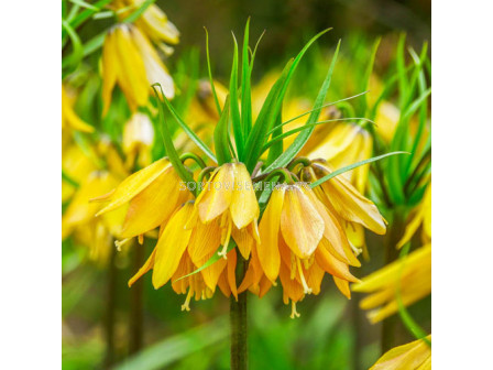 Фритилария /Fritillaria imperialis 'Early Magic''/ 1 бр