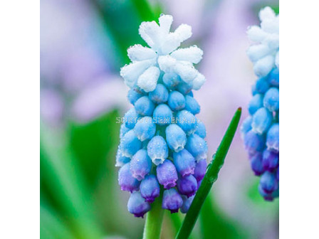 Мускари /Muscari aucheri 'Sky Blue'/ 1 бр