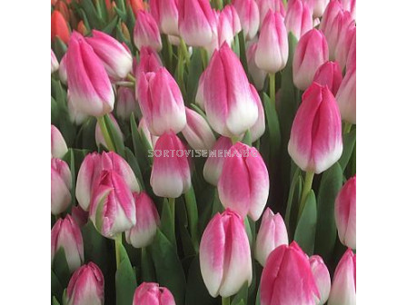 Лале/ Tulip triumph Memphis - 1 бр.
