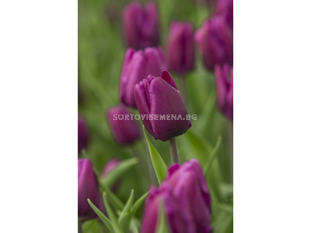 Лале /Tulip Purple Rain/ 11/12