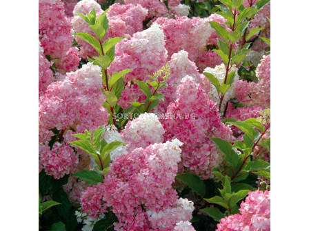 Хортензия двуцветна бяло/розово / Hydrangea Vanille Fraise/ 1 бр фиданка			