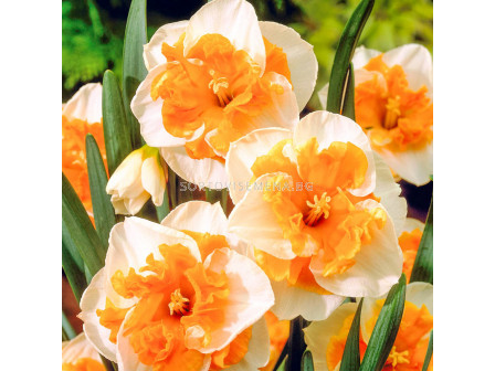 Нарцис/  Narcissus Love Call