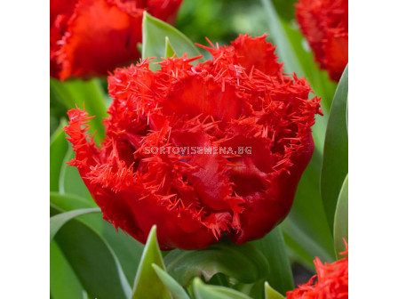 Лале /Tulip Anfield/ Double Fringed- 11/12