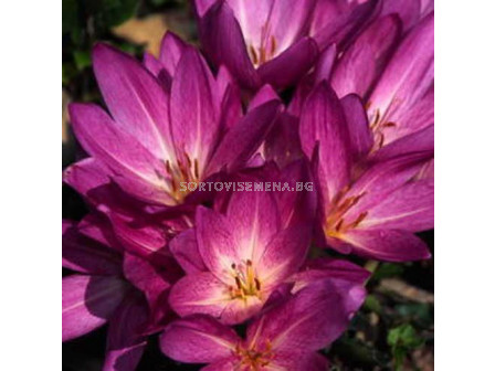 Колхикум /есенен минзухар / Colchicum Violet Queen 1 бр