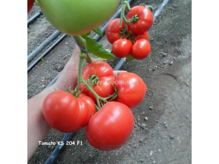 Семена Домати Акеми - Tomato Akemi (KS 204) F1