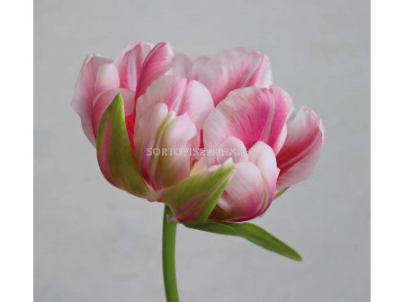 Лале /Tulip Fantasy Lady/ 11/12
