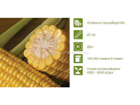 Семена царевица Синдон (Sindon F1) Syngenta  - 1 оп -100 000 семена