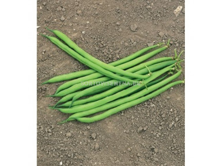 Семена зелен фасул Серенгети F1 Syngenta 1 оп -100 000 сем