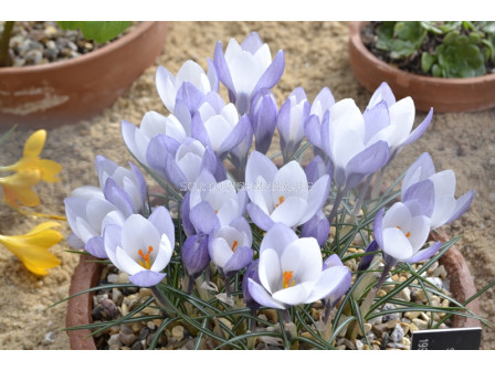 Минзухари  / Crocus weldenii Fairy / 1 бр