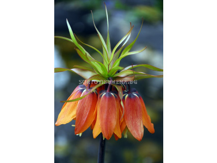 Фритилария / Fritillaria imperialis 'Mahler' / 1 бр