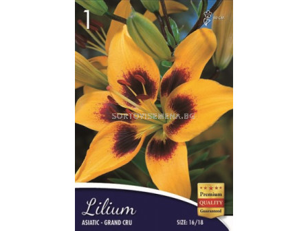 Лилиум (Lilium) Grand Cru 16/18