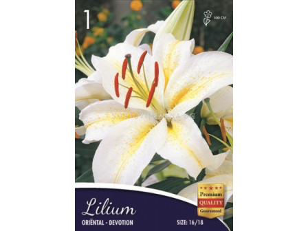 Лилиум (Lilium) Oriental Devotion 16/18