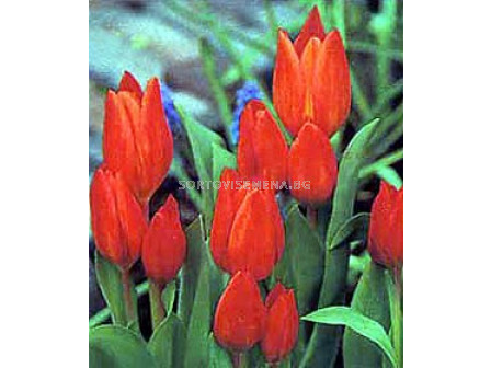 Лале (Tulip) Multiflora Рraestans Fusilier 11/12