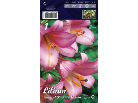 Лилиум (Lilium) Тромпет Pink Perfection LSCH 16/18