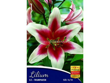 Лилиум Lilium O.T. Triumphator 16/18