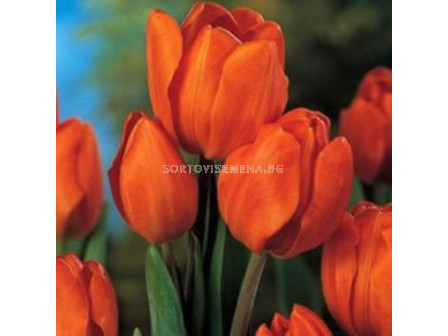 лале Multiflora orange bouquet 11/12 - tulip Multiflora orange bouquet 11/12