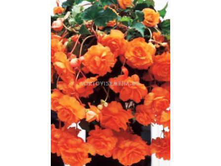 Бегония оранжева /Begonia Pendula Orange 5/6