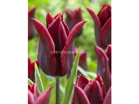 Лале (Tulip) Supermacy Lasting Love 11/12