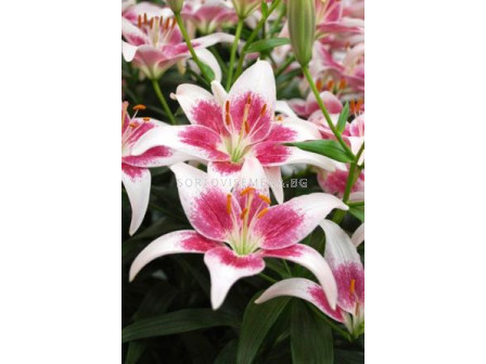 Лилиум (Lilium) Asiatic Strawberry and Cream 14/16