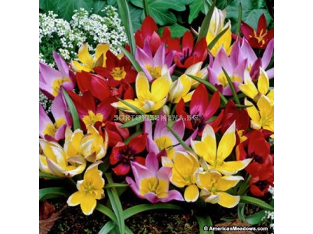 Лале (Tulip) Botanic Mix 11/12