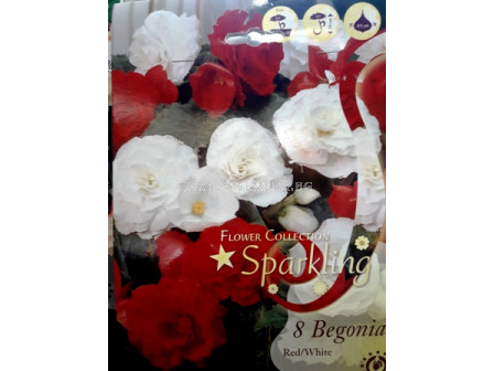 бегонии микс Sparkling (Red/White) - begonias mix  Sparkling (Red/White)