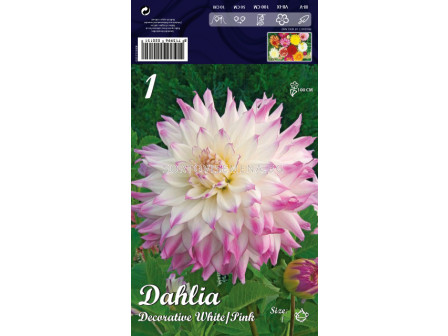 Далия (Dahlia) Decorative White/Pink 