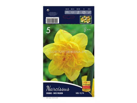 Нарцис (Narcissus) Dick Wilden 12/14