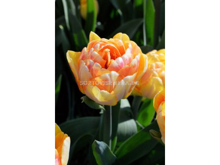 Лале (Tulip)  Elegant Foxtrrot 11/12 