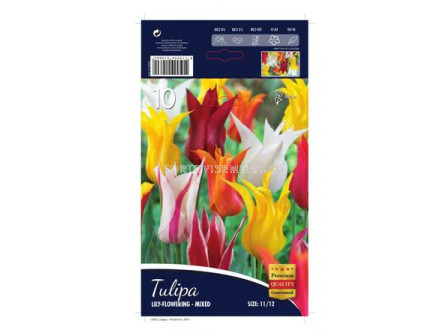 Лале (Tulip) Lilyflowering-Mixed