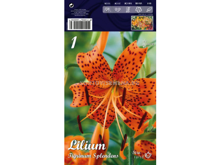 Лилиум (Lilium) Tigrin.Splendens 16/18