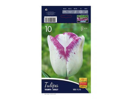 Лале (Tulip) Triumph Shirley 12/+